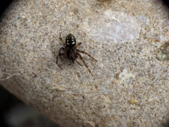 Nurscia albomaculata