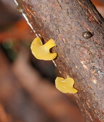 Heterotextus miltinus