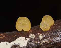 Heterotextus miltinus