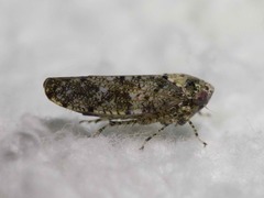 Paraphlepsius collitus