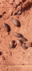 Hiatula