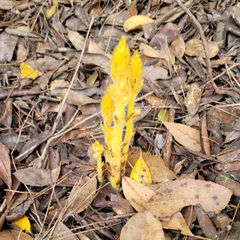 Orobanche pubescens
