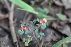 Indigofera adenoides