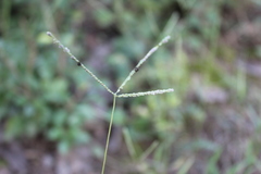 Digitaria longiflora