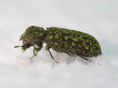 Lichenophanes bicornis