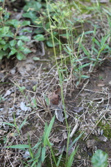 Digitaria longiflora