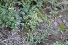 Digitaria longiflora