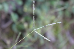 Digitaria longiflora