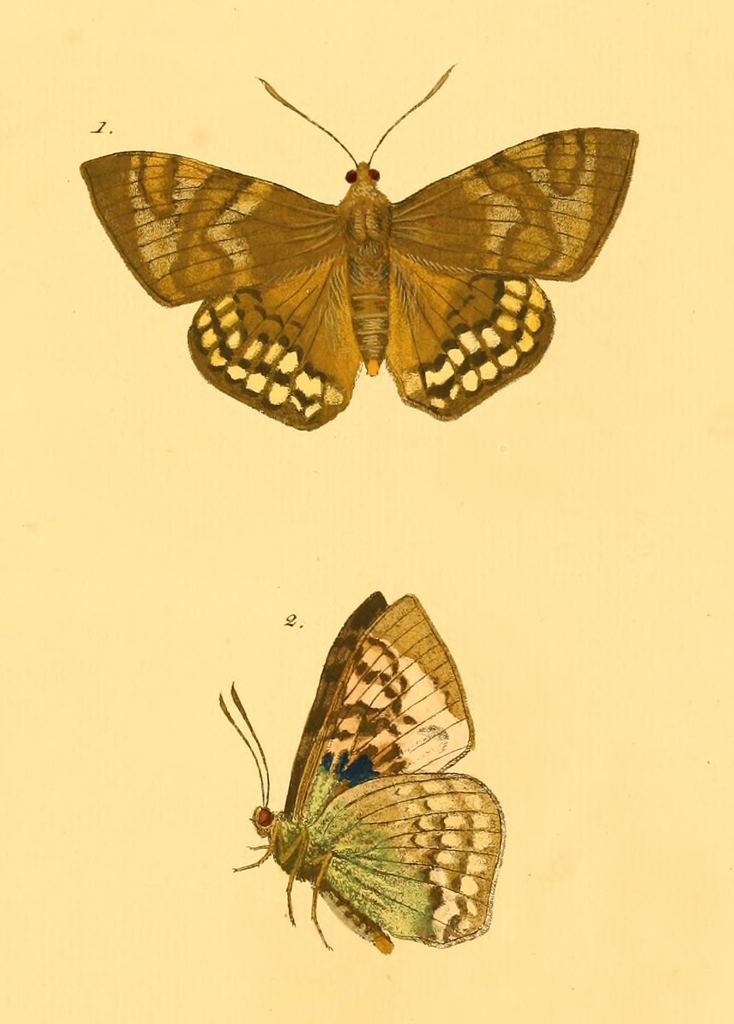 Synpalamides phalaris