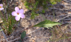 Pelargonium dipetalum