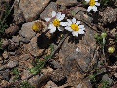 Anthemis arvensis incrassata