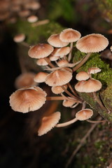 Mycena clarkeana