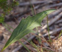 Pelargonium dipetalum