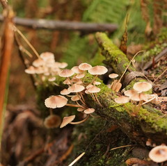 Mycena clarkeana