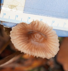 Mycena clarkeana