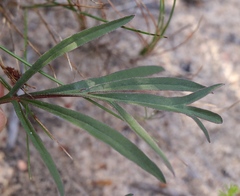 Pelargonium dipetalum
