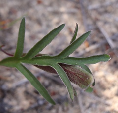 Pelargonium dipetalum