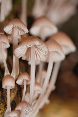 Mycena clarkeana