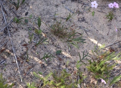 Pelargonium dipetalum