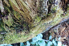Sematophyllum