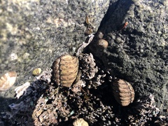 Chitonidae