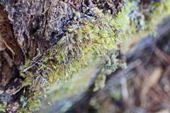 Sematophyllum
