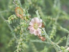 Maireana microphylla