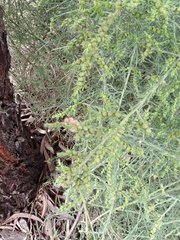 Maireana microphylla