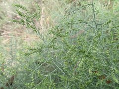 Maireana microphylla