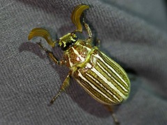 Polyphylla decemlineata