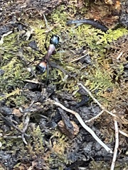 Camponotus obscuripes
