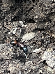 Camponotus obscuripes
