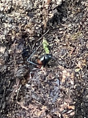 Camponotus obscuripes