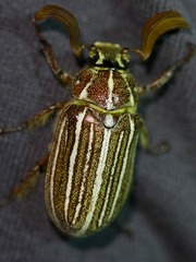 Polyphylla decemlineata