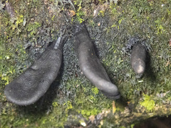 Xylaria castorea