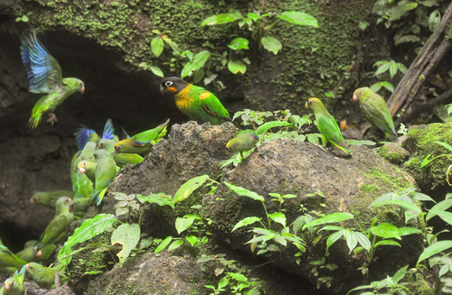 Scarlet-shouldered Parrotlet (Touit huetii), photo 7
