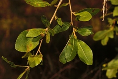 Ochna puberula