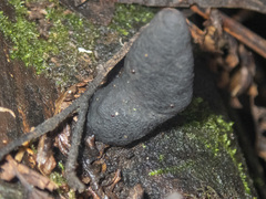 Xylaria castorea