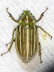 Polyphylla decemlineata