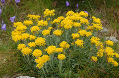 Jacobaea carniolica