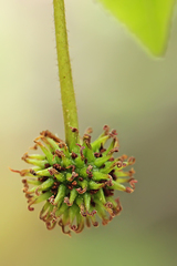 Liquidambar orientalis