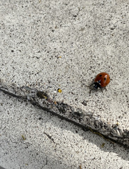 Coccinella septempunctata