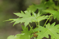 Liquidambar orientalis