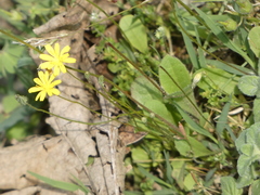 Crepis