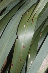 Ichneutica steropastis