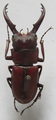 Prosopocoilus
