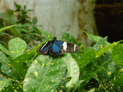 Heliconius wallacei