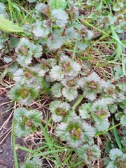 Glechoma hederacea