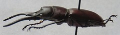 Prosopocoilus