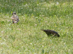 Sturnus vulgaris